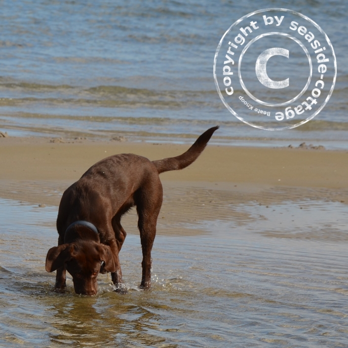 Hundestrand Lübecker Bucht Hundestrand Test
