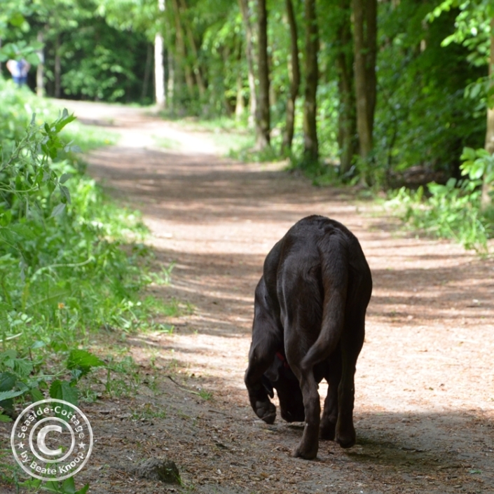 Hundeauslauf Scharbeutz_Klingberg Hundeauslauf Test Hundewald