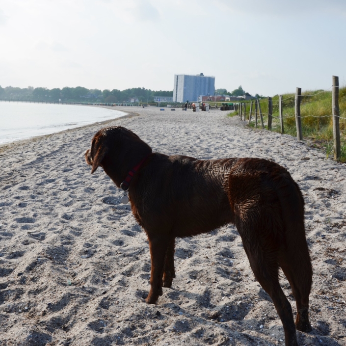 Hundestrand Pelzerhaken Hundestrand Test