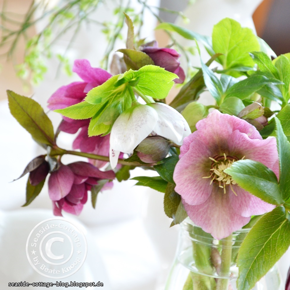 Helleborus orientalis