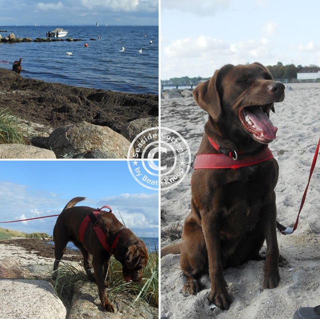 Hundestrand Lübecker Bucht