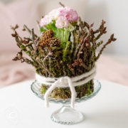 rosa Primeln mit Moos und Zweigen umwickelt