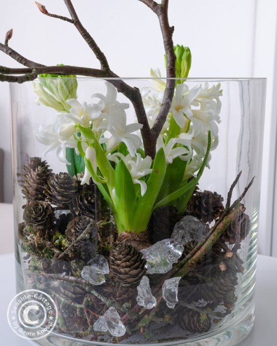 hyazinthen_im_glas_winterlich_dekoriert_04 Weiße Hyazinthen dekoriert in einem Glas mit Zapfen, Zweigen und Glasbrocken