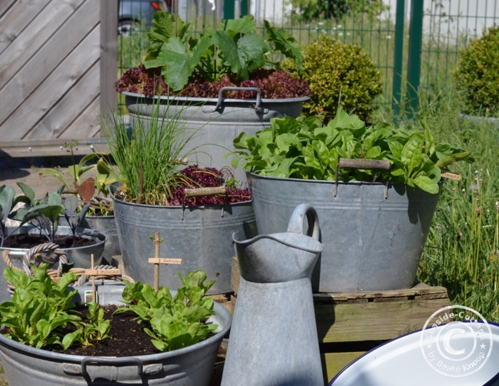 50+ Gemüsegarten Topf, Auch wenn sie keinen gemüsegarten haben,