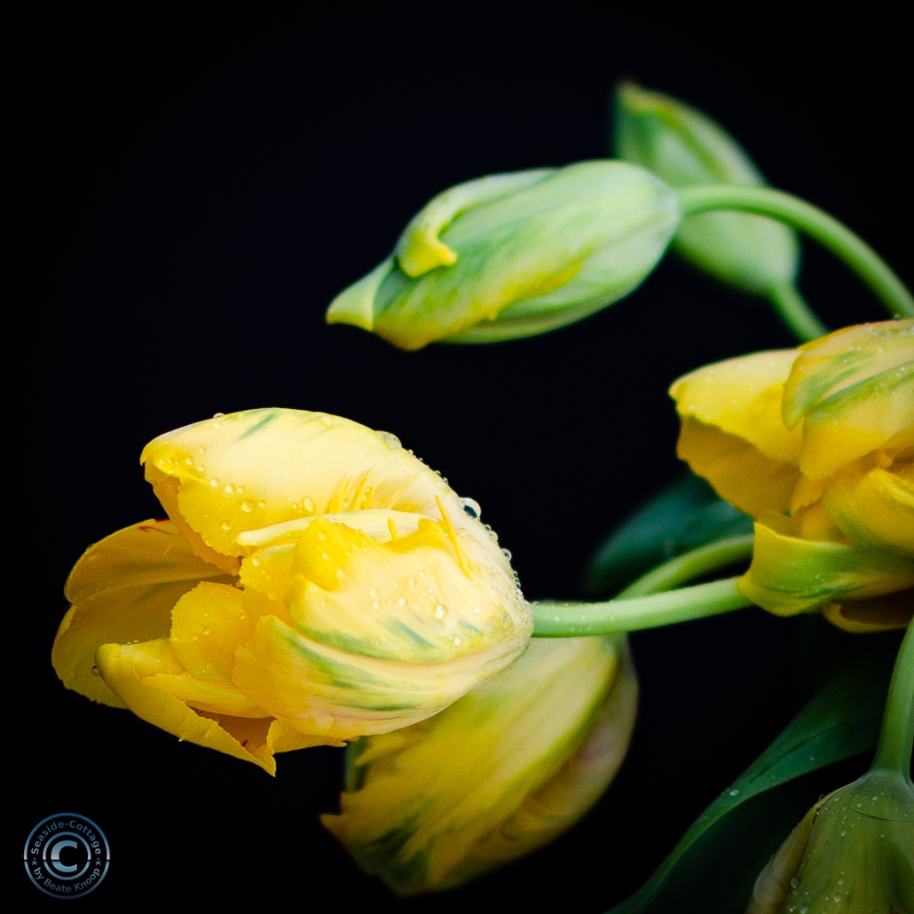 Gelbe Tulpenblüten vor schwarzem Hintergrund