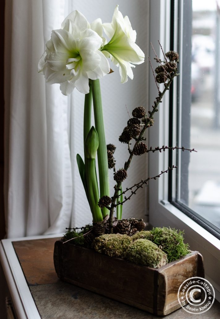 Amaryllis im Glas und in der Ziegelform winterlich