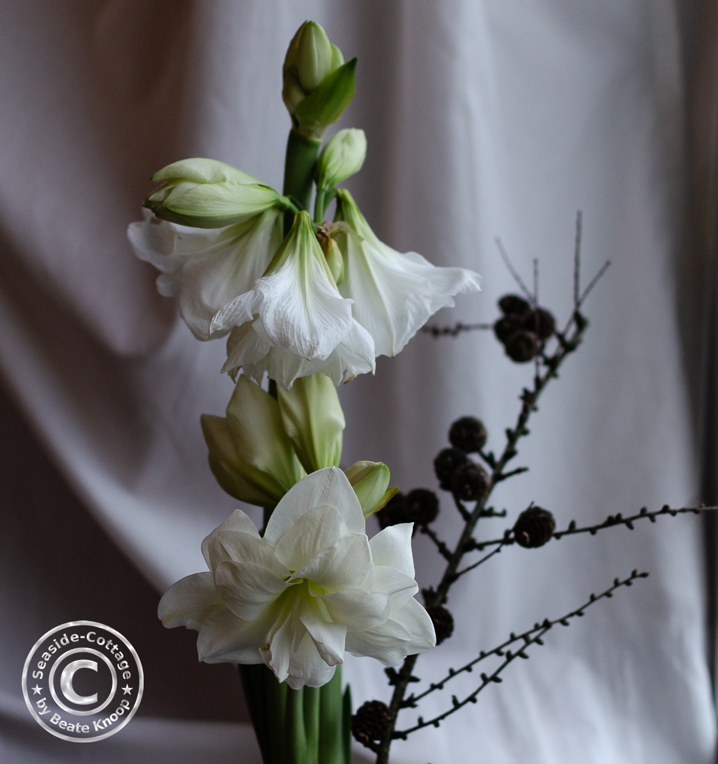 Amaryllis winterlich dekorieren - 7 Tipps für eine natürliche Gestaltung