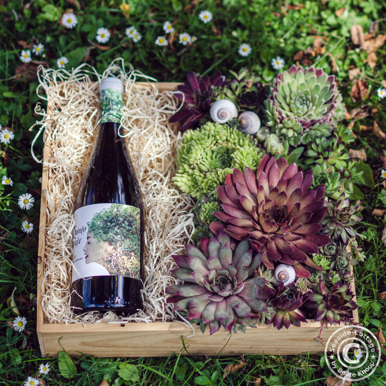 Geschenkidee: Weinkiste mit Sempervivum