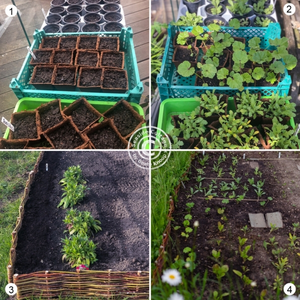 SchnittblumenBeet anlegen ohne umzugraben SeasideCottage