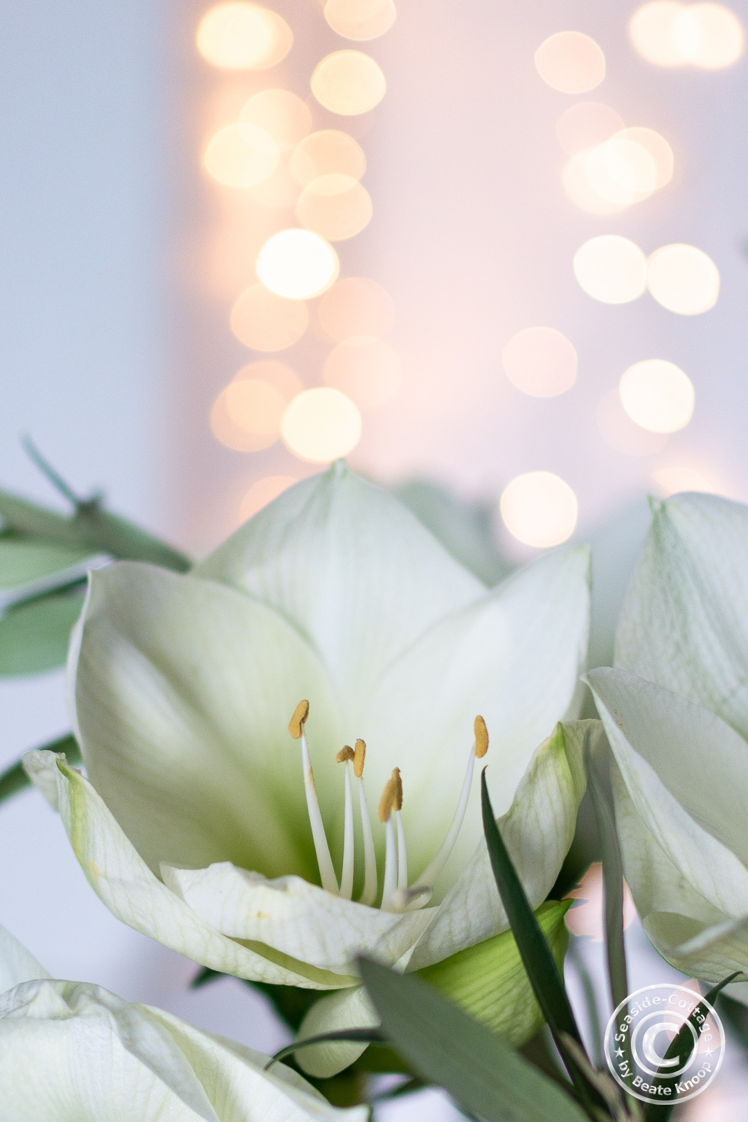 Weiße Amaryllisblüte mit Bokeh