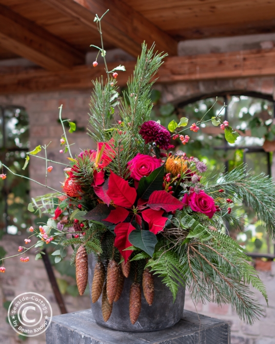 strauss-des-monats-november-pointsettien-07